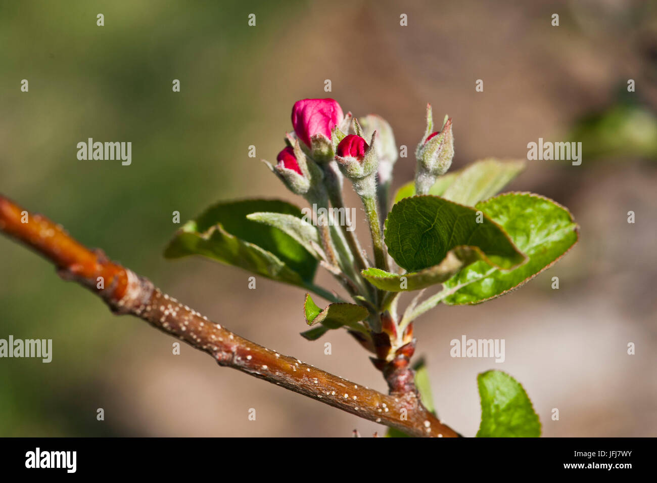 Italy, South Tirol, Vinschgau, Kastelbell, fruit cultivation, spring, blossom, buds, sprouts, leaves, apple-tree, Golden Delicious Stock Photo