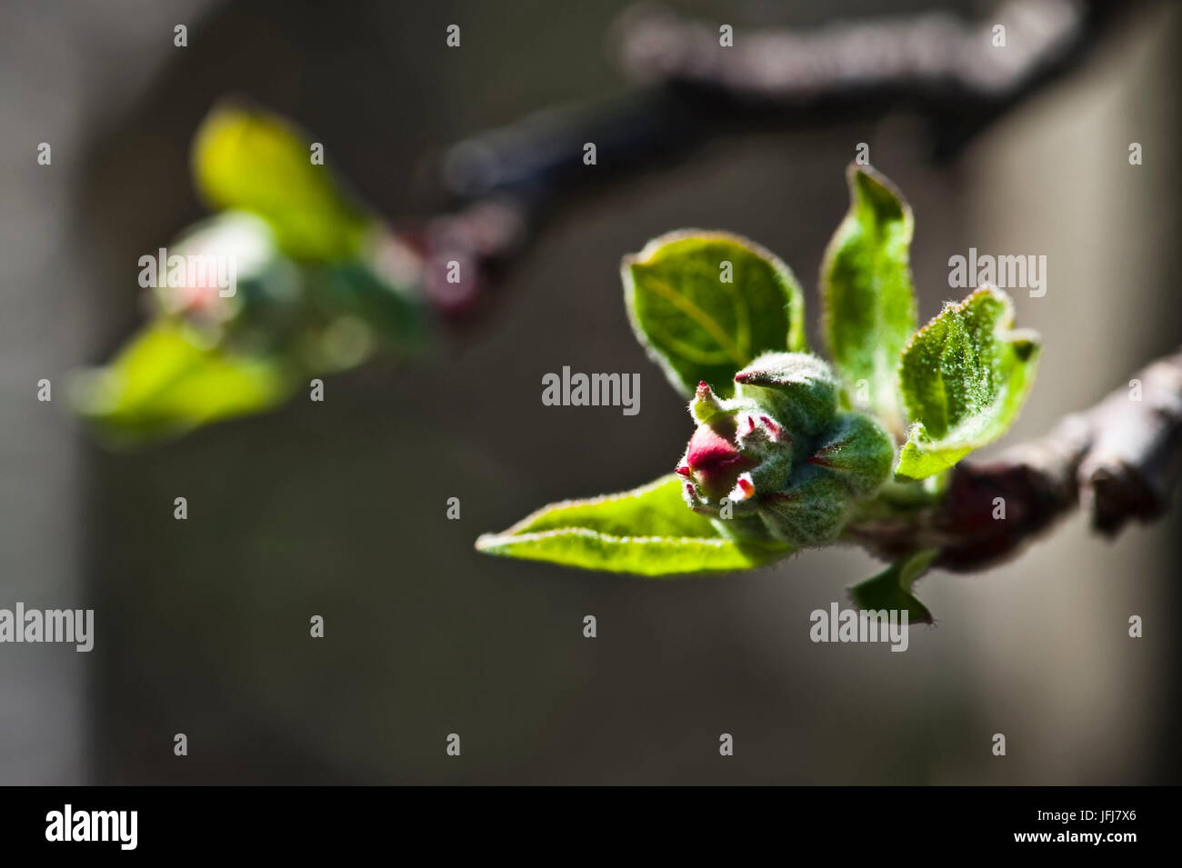 Italy, South Tirol, Vinschgau, Kastelbell, fruit cultivation, spring, blossom, buds, sprouts, leaves, apple-tree, Golden Delicious Stock Photo