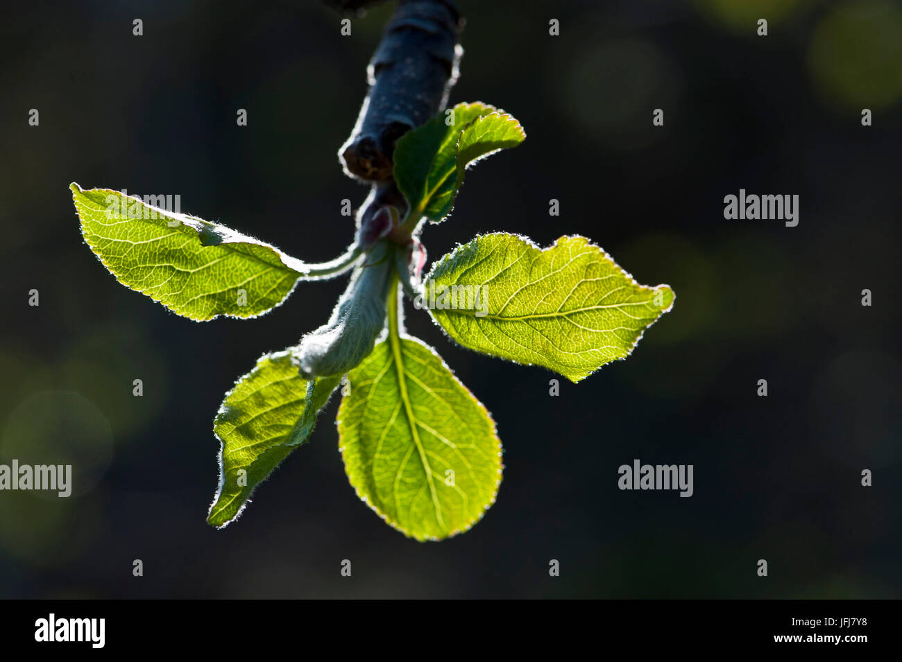 Italy, South Tirol, Vinschgau, Kastelbell, fruit cultivation, spring, blossom, buds, sprouts, leaves, apple-tree, Golden Delicious Stock Photo