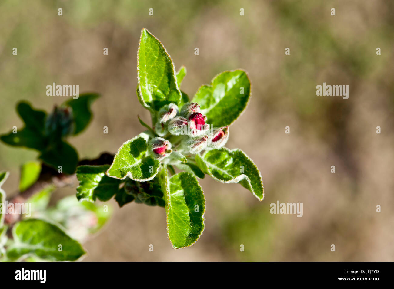 Italy, South Tirol, Vinschgau, Kastelbell, fruit cultivation, spring, blossom, buds, sprouts, leaves, apple-tree, Golden Delicious Stock Photo