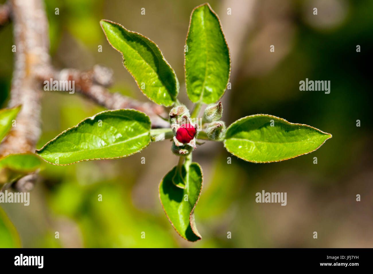 Italy, South Tirol, Vinschgau, Kastelbell, fruit cultivation, spring, blossom, buds, sprouts, leaves, apple-tree, Golden Delicious Stock Photo