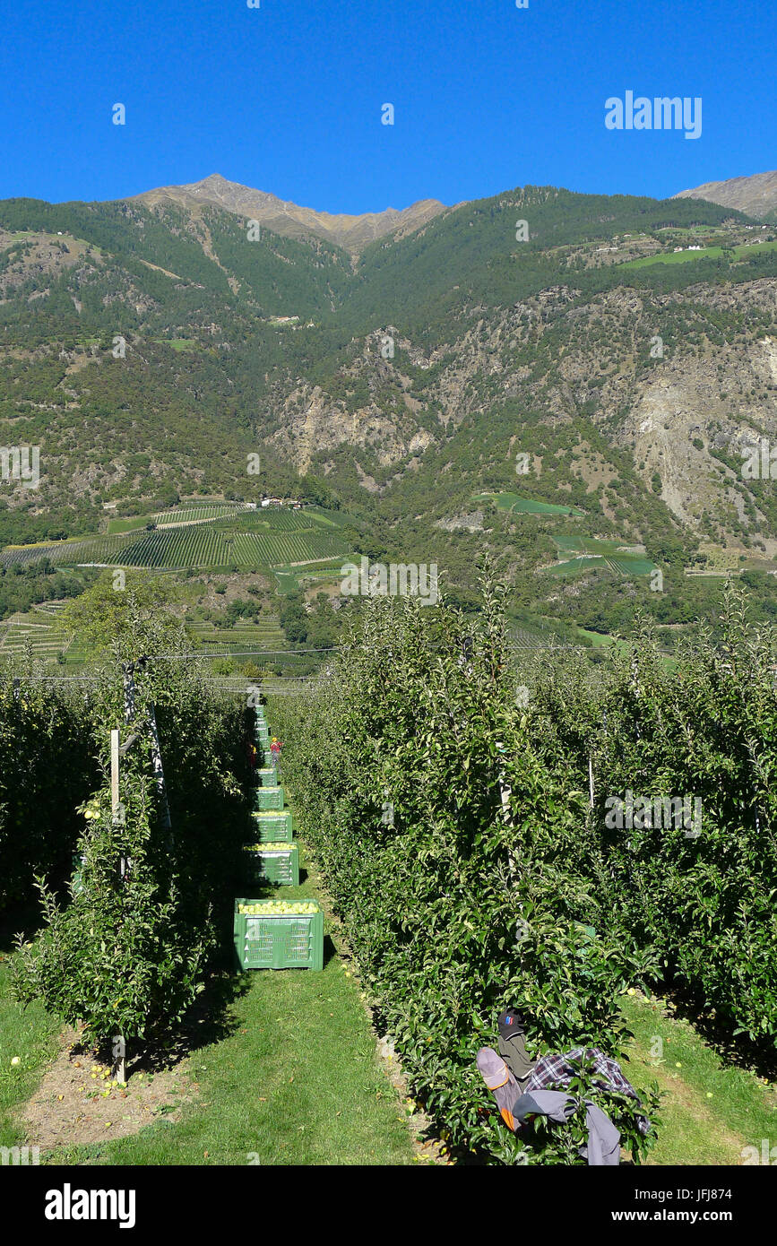 Italy, South Tirol, Trentino, Alto Adige, Vinschgau, Kastelbell, apple harvest Stock Photo
