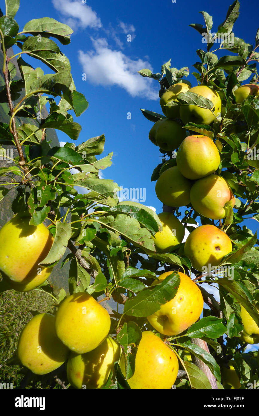 Italy, South Tirol, Vinschgau, Kastelbell, apple cultivation, harvest, Golden Delicious, hail damages Stock Photo