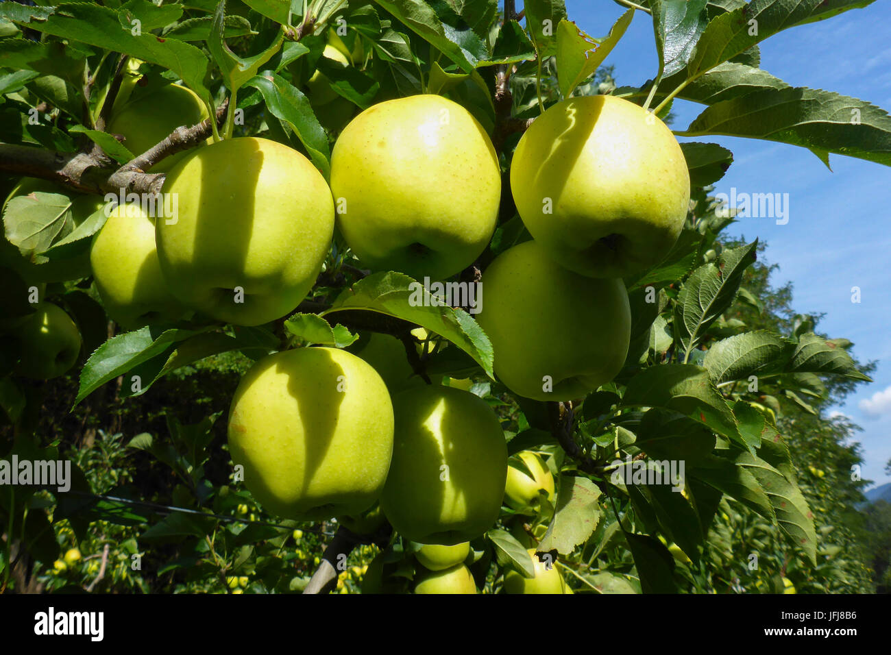 Italy, South Tirol, Vinschgau, Kastelbell, apple cultivation, harvest, Golden Delicious Stock Photo