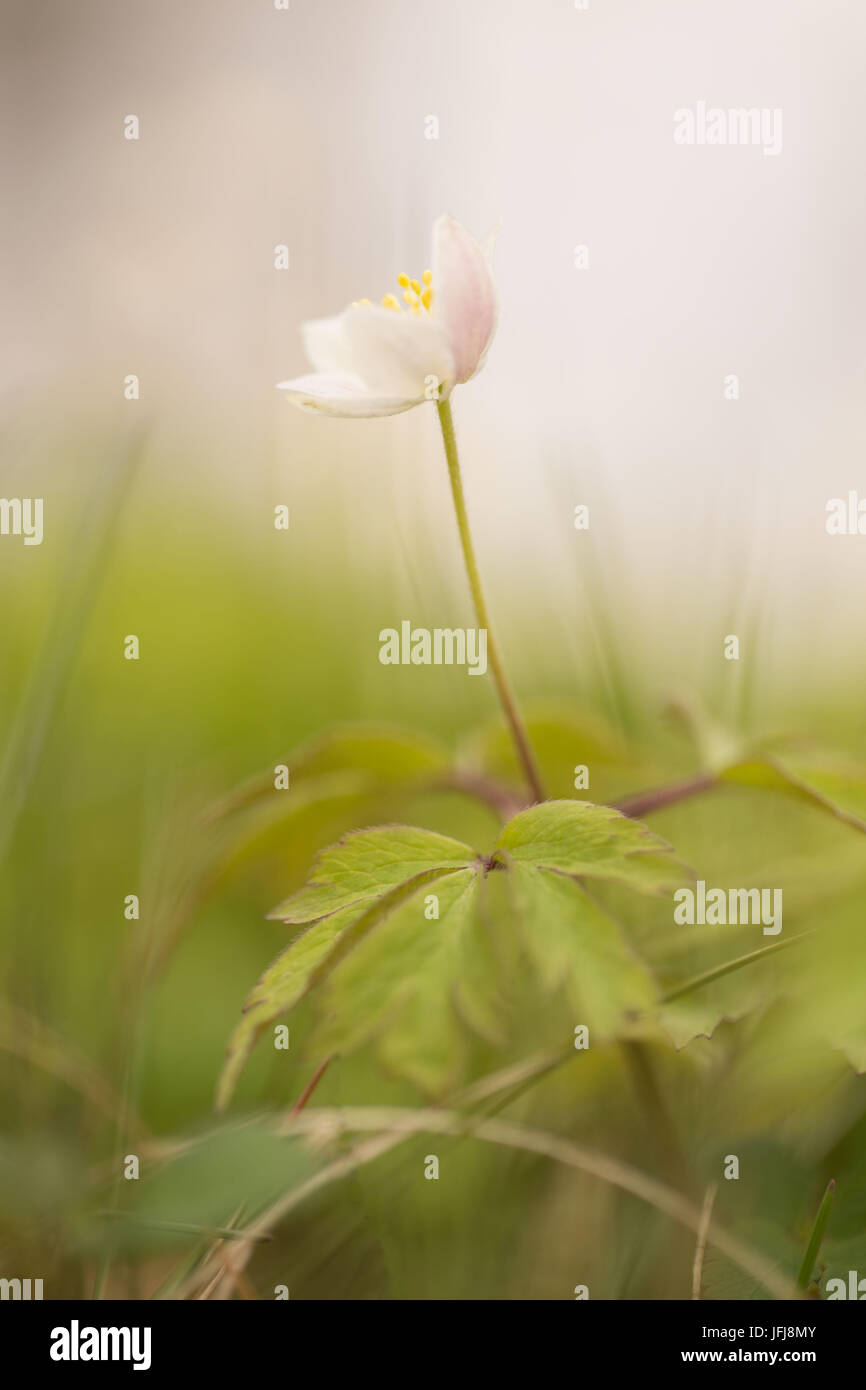 Windflower, Wood Anemone, Anemone nemorosa Stock Photo Alamy