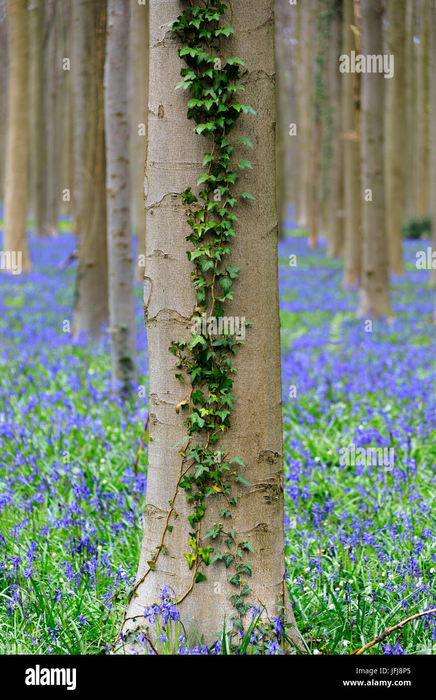 Close up of a tree trunk covered with ivy framed by the purple blooming bluebells in the Hallerbos forest Halle Belgium Europe Stock Photo