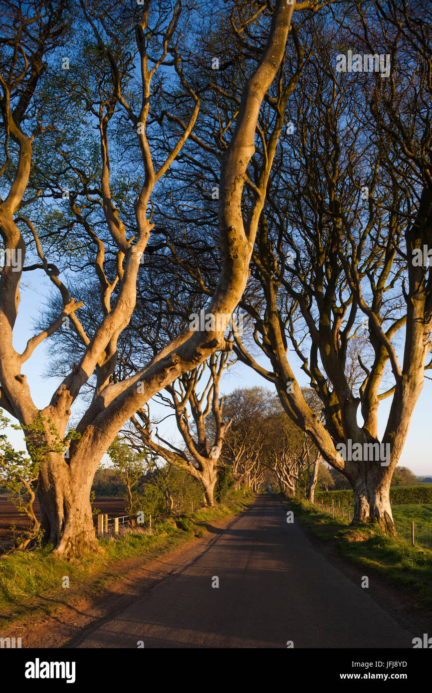 UK, Northern Ireland, County Antrim, Ballymoney, The Dark Hedges, tree lined road, dawn Stock