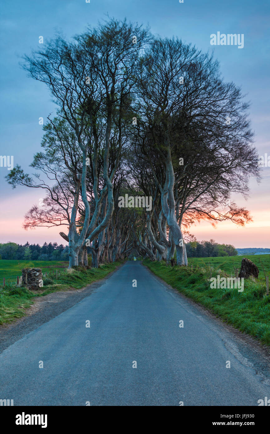 UK, Northern Ireland, County Antrim, Ballymoney, The Dark Hedges, tree lined road, dawn Stock