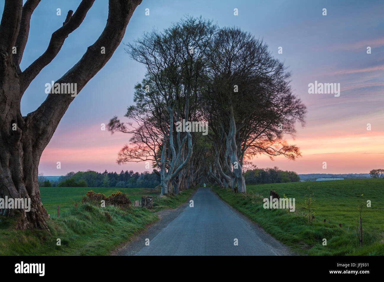 UK, Northern Ireland, County Antrim, Ballymoney, The Dark Hedges, tree lined road, dawn Stock