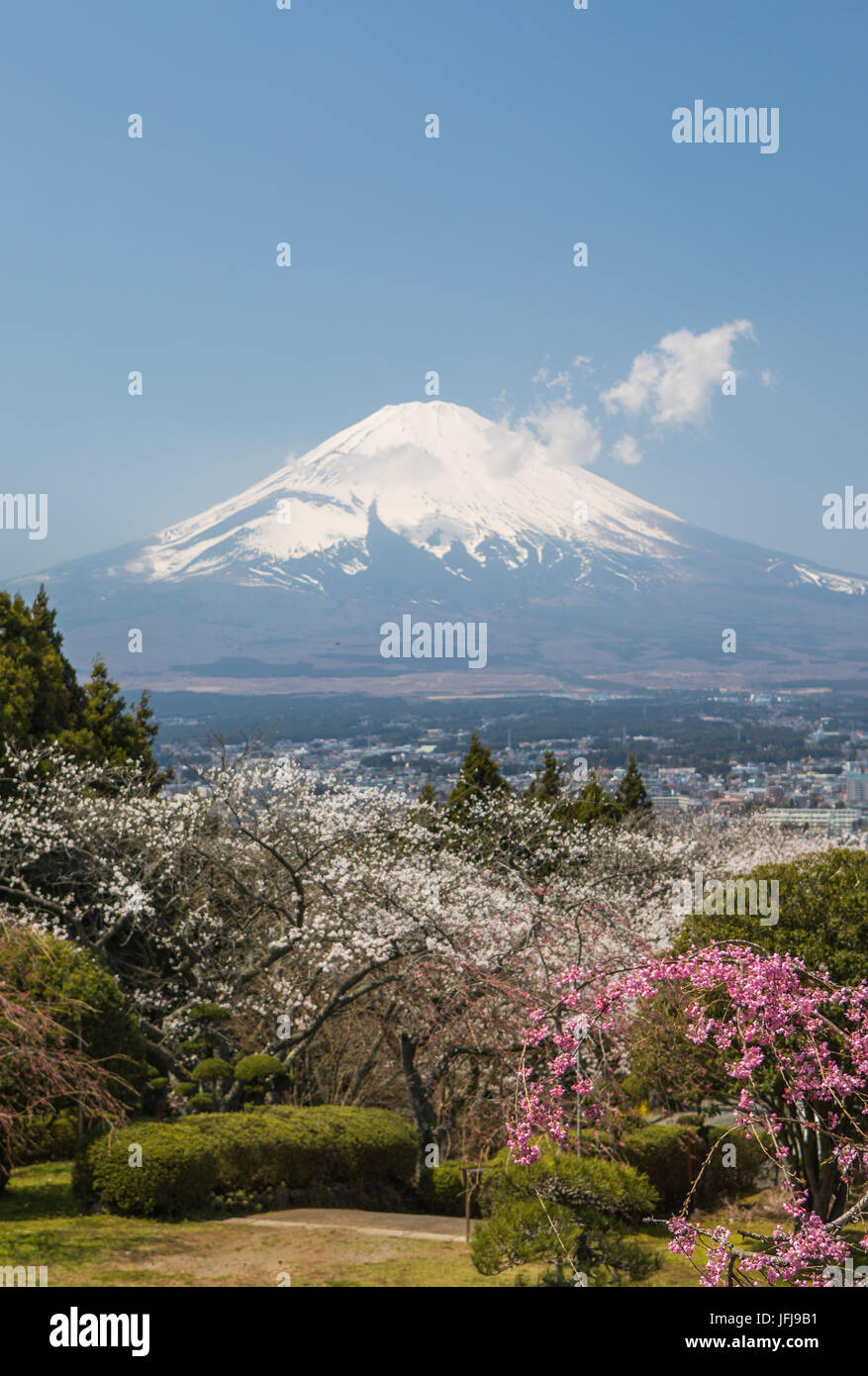 Cherry Blossoms, colorful, colors, flowers, Fuji, Gotemba City, japan, landscape, Mount Fuji, no people, spring, tourism, travel Stock Photo