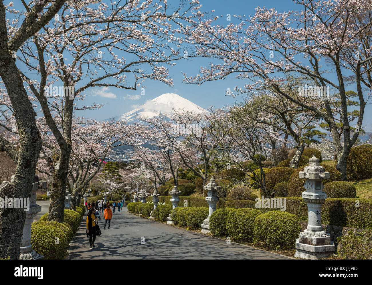 Japan, Gotemba City, Cherry Blossoms and Mount Fuji Stock Photo