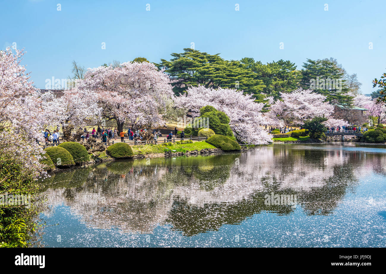 Japan, Tokyo City, Shinjuku district, Shinjuku Gyoen-Park, Cherry Blossoms Stock Photo