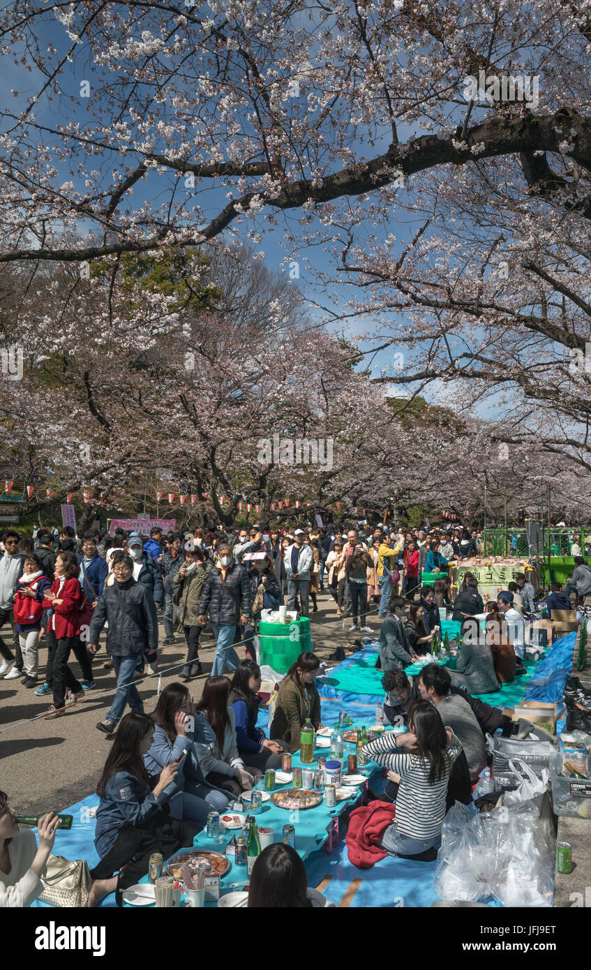Japan, Tokyo City, Ueno district, Ueno Park, celebrating cherry blossoms Stock Photo