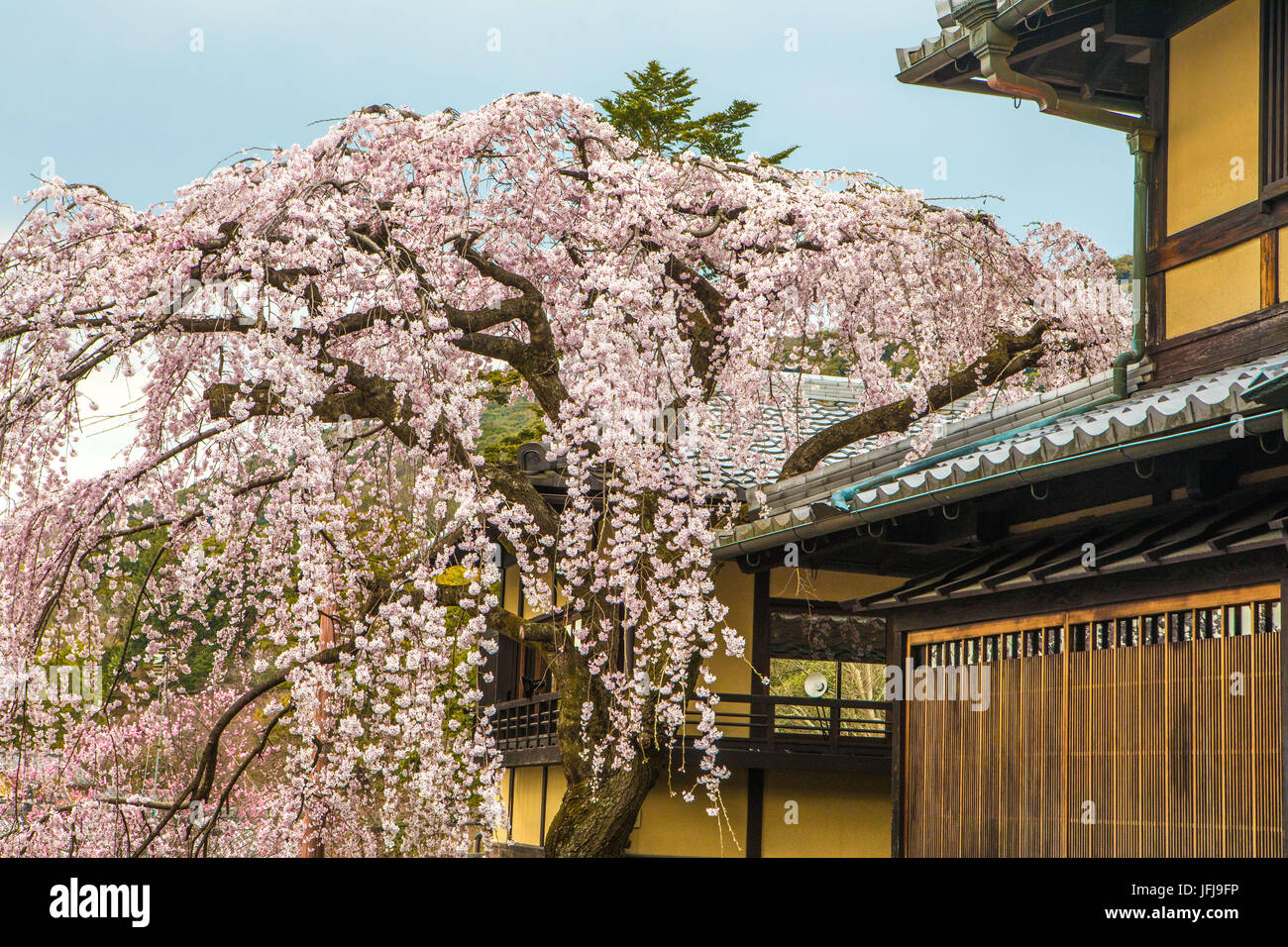 Japan, Kyoto City, cerry blossoms Stock Photo