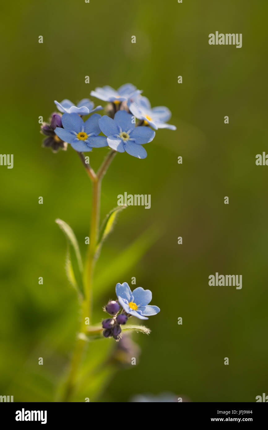 Close-up of Forget-me-not flower on sunlight, green background, vertical Stock Photo