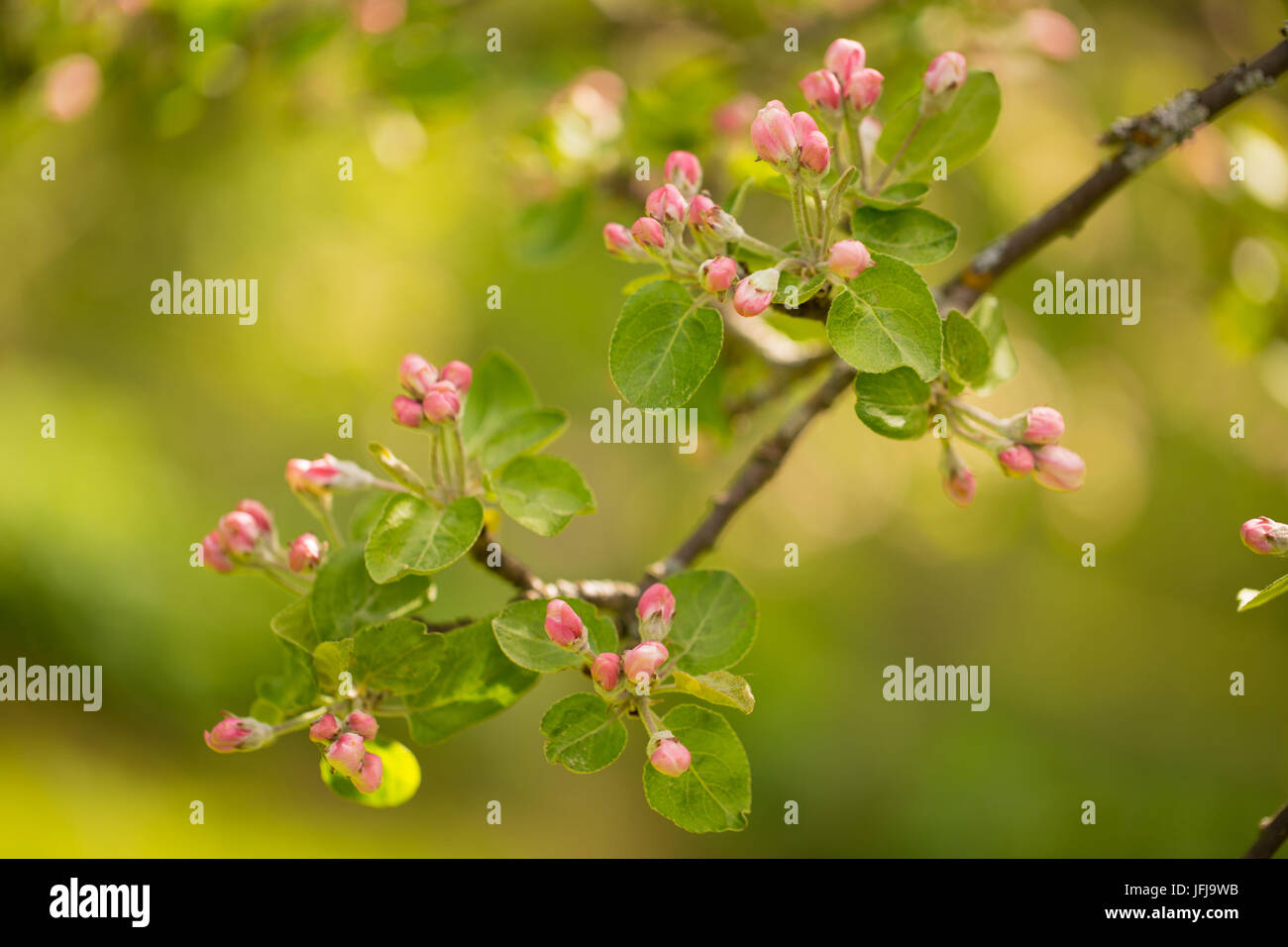 Close-up of blooming Apple Tree branch with pink flower bud on a spring ...