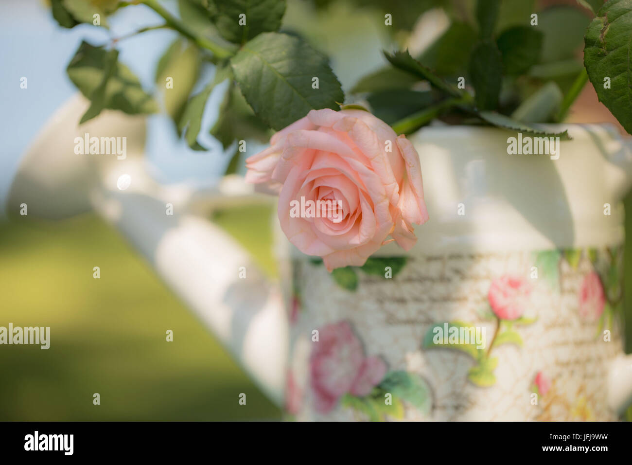 Pink pastel tone rose with rose patterned watering can, outdoors in the garden, semi shady Stock Photo