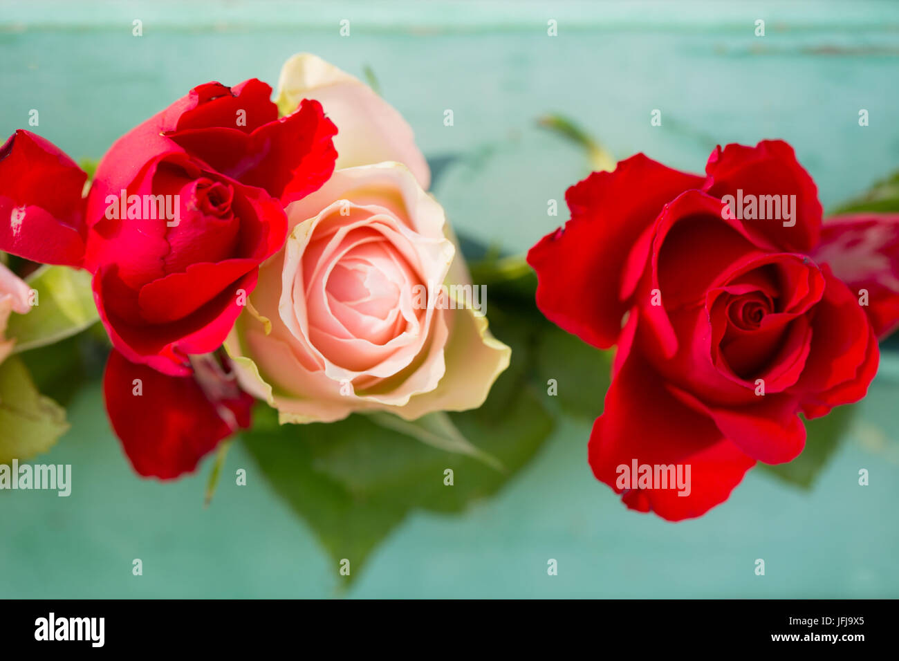 Red roses on a green background, outdoors in the garden Stock Photo - Alamy