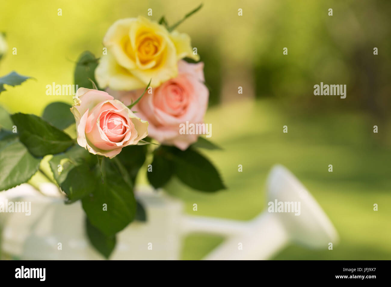 Three pastel tone roses with watering can on a green background, semi shady, outdoors in the garden Stock Photo
