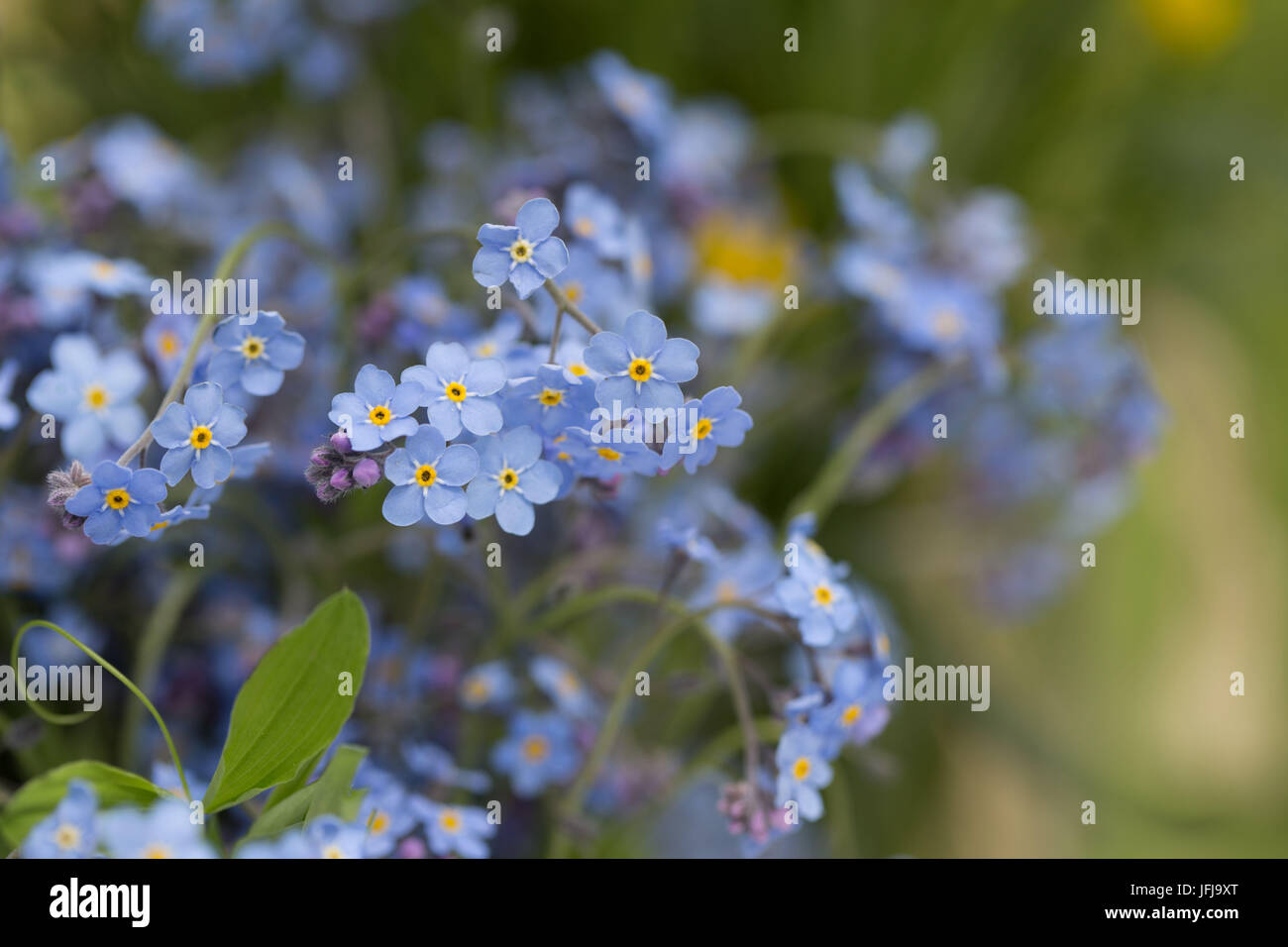 Forget me not wall decor hi-res stock photography and images - Alamy