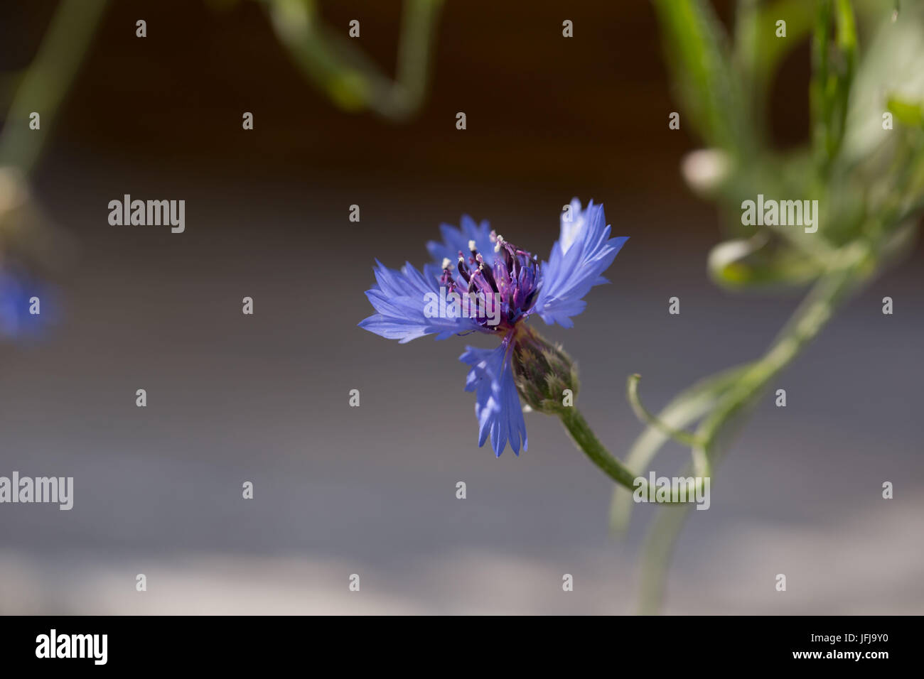 Cornflower, meadow flower Stock Photo