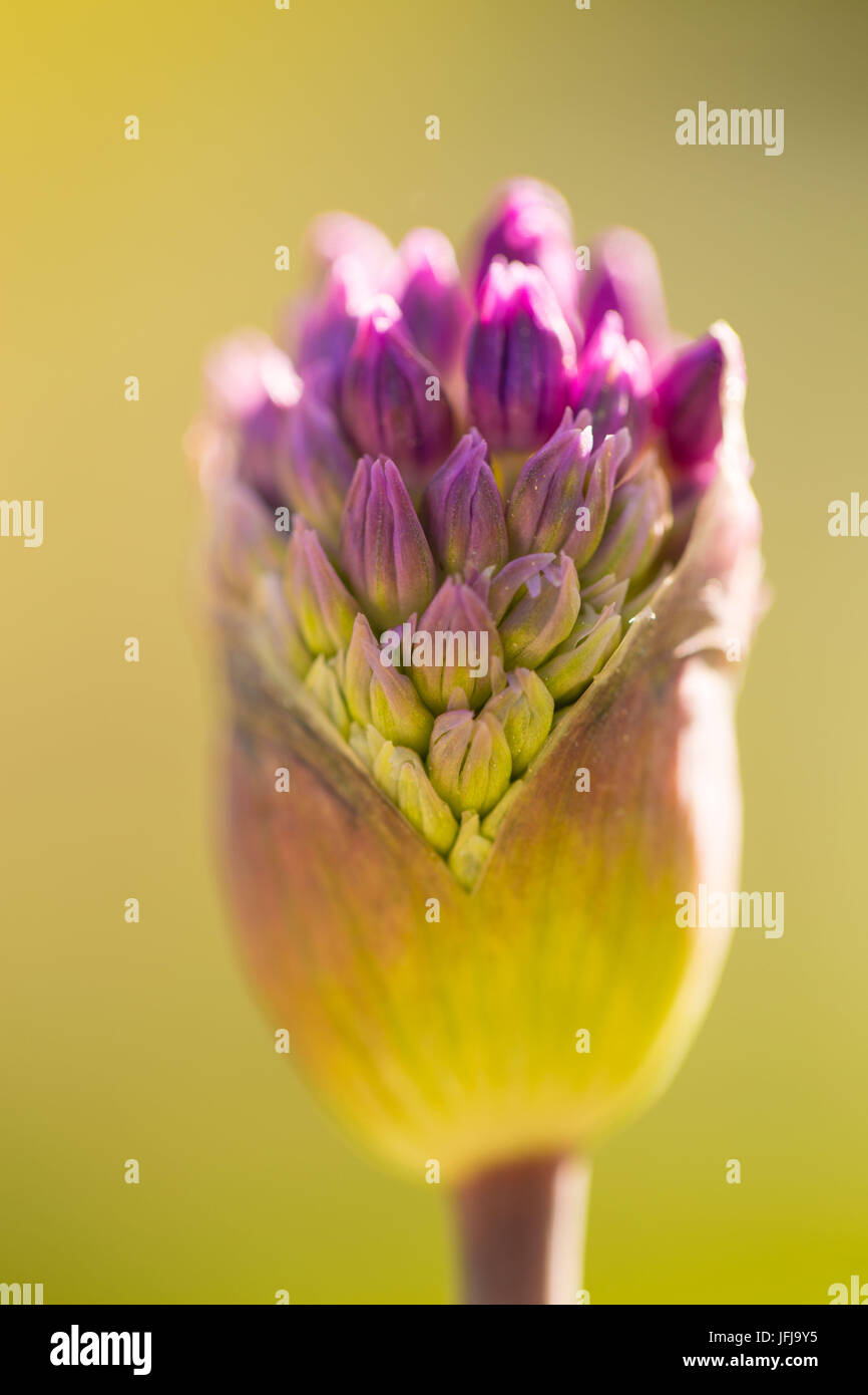 Close-up of Allium flower bud on a spring green background Stock Photo