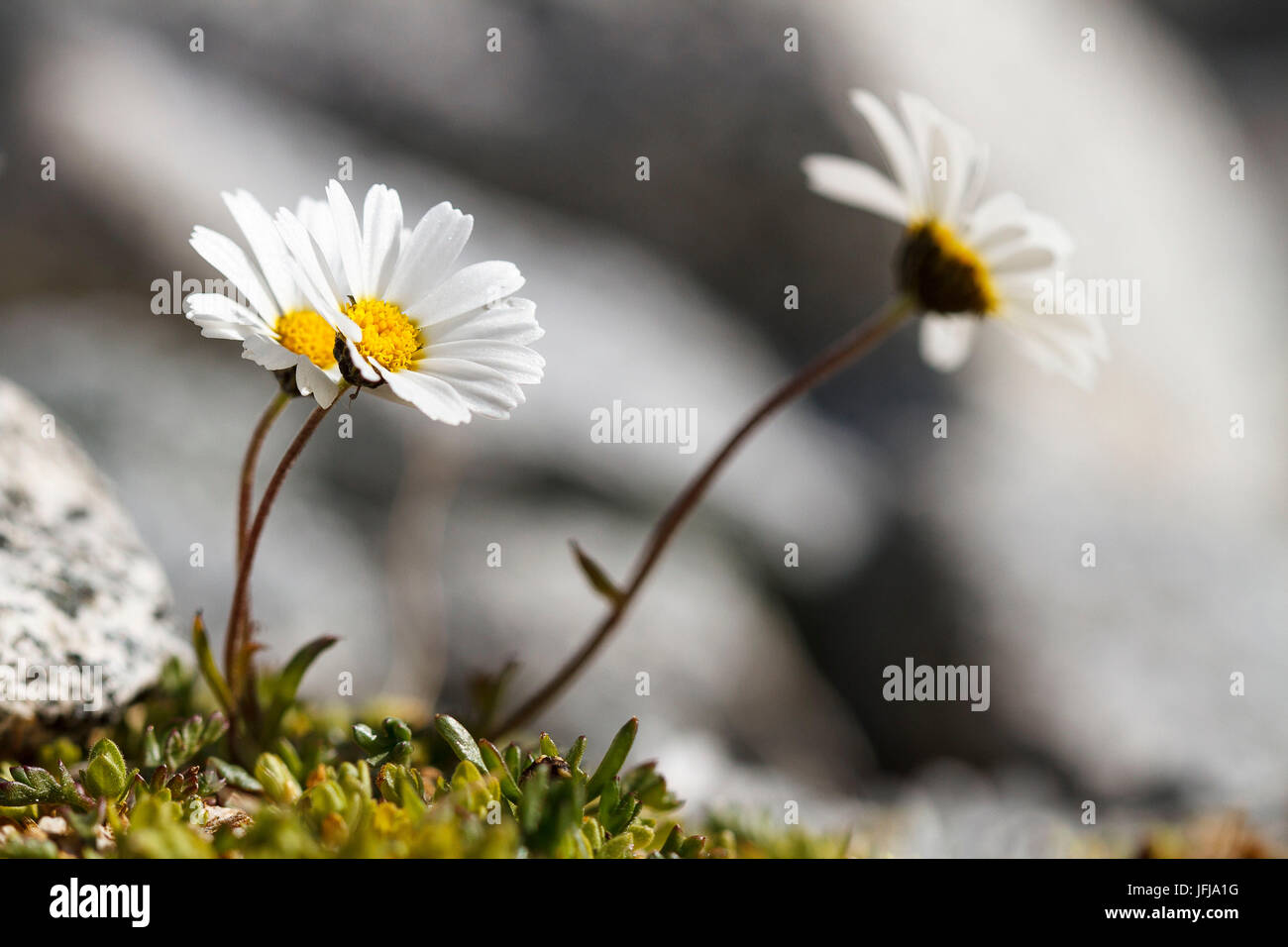 Leucanthemopsis alpina, Alpine Daisy Stock Photo - Alamy