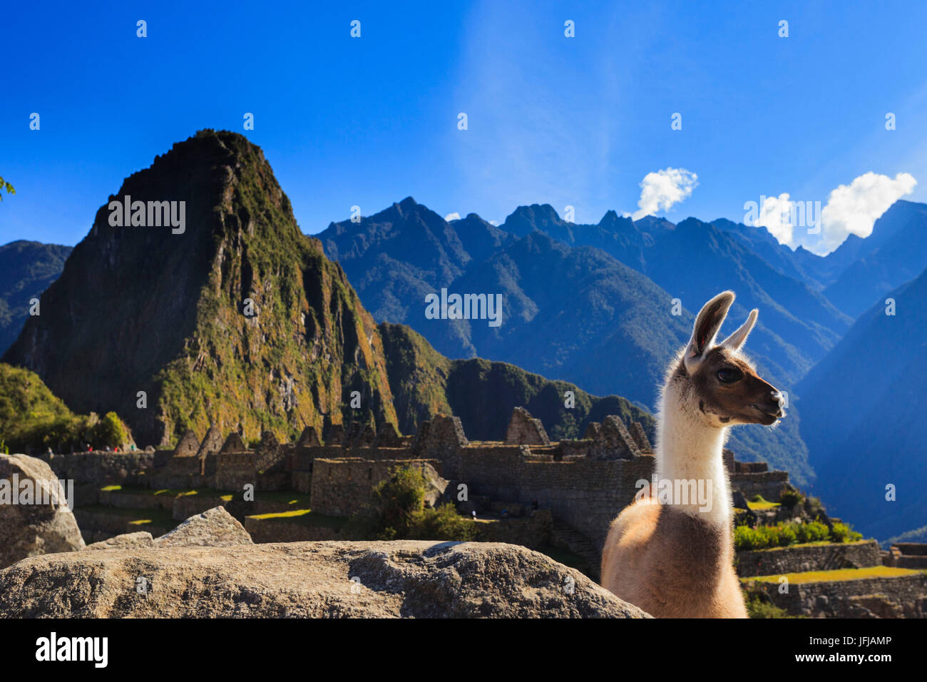 Llama at the iconic archeological site of Machu Picchu in the Cusco Region, Urubamba Province, Machupicchu District, Peru, South America Stock Photo