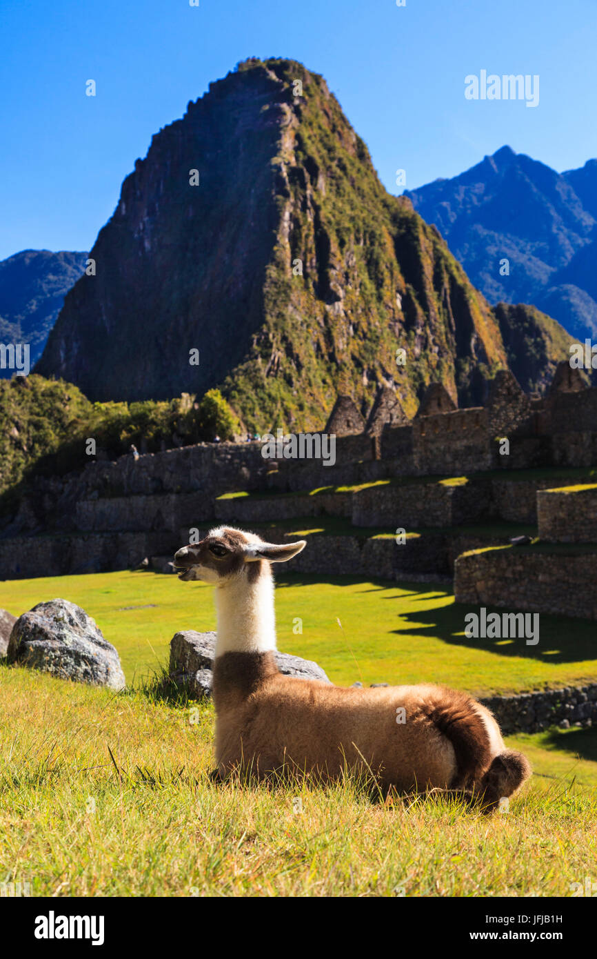 Llama at the iconic archeological site of Machu Picchu in the Cusco Region, Urubamba Province, Machupicchu District, Peru, South America Stock Photo
