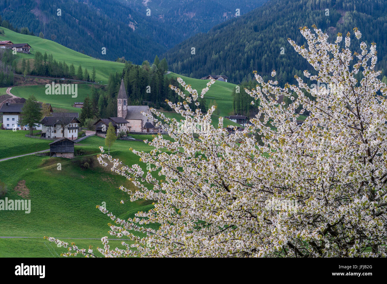 Funes Valley, Dolomites, South Tyrol, Italy, Spring in Santa Maddalena Stock Photo