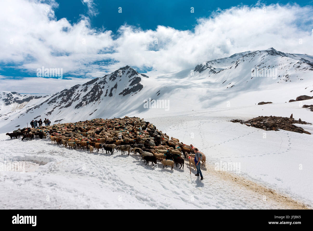Senales/Schnals, South Tyrol, Italy, Short break for the shepherd and the sheep in Giogo Basso (3016m), Stock Photo