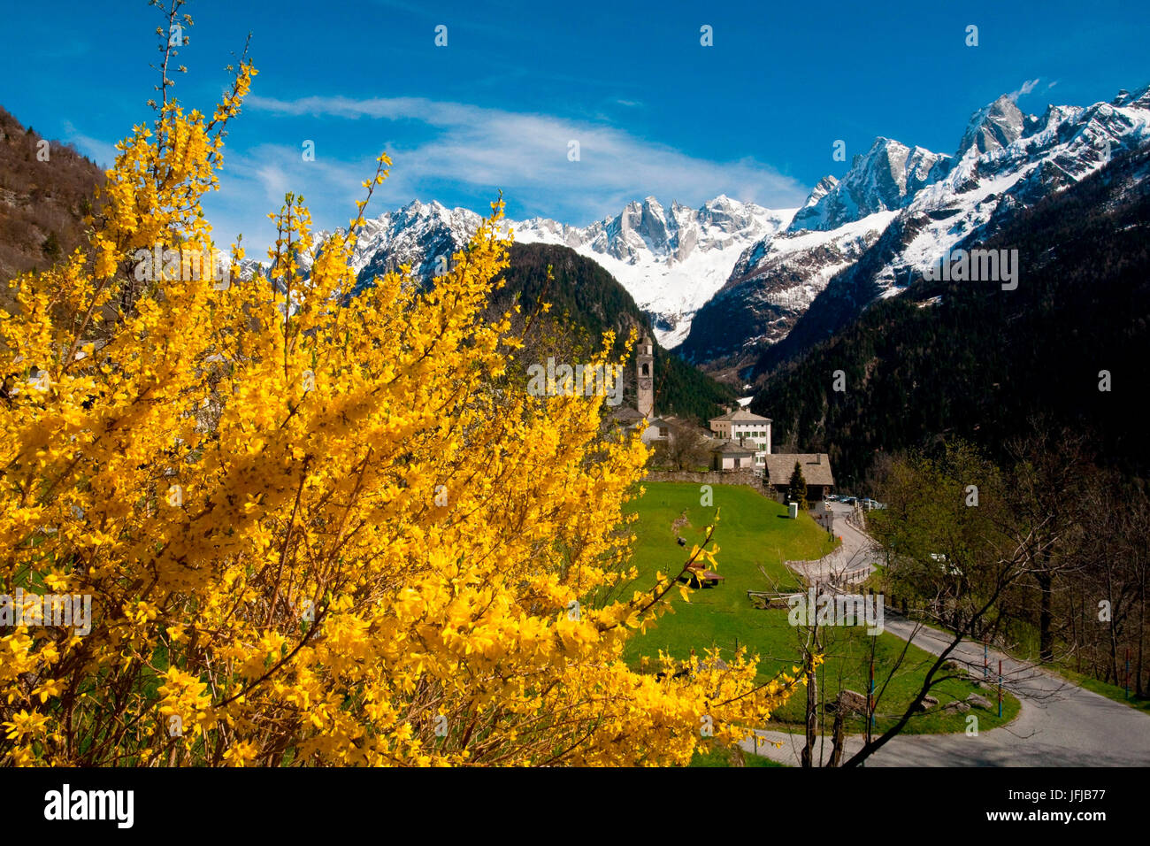 Switzerland, flowers at Soglio, in the background Sciore gruppe at Badile peak at Cengalo peak, Bregaglia valley Stock Photo