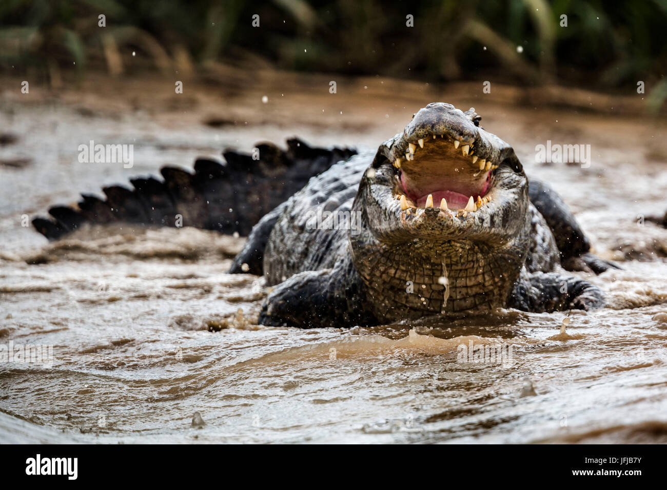 Yacare caiman from rio cuibà, Rio cuiabà, Mato Grosso do Sul, Pantanal, brasil Stock Photo