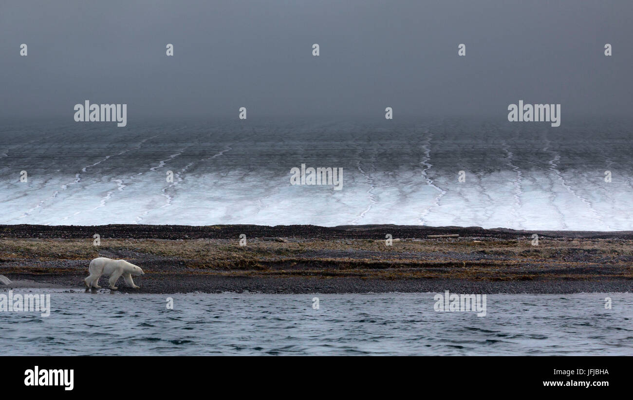 A polar bear walks along a beach in the remote Kvitoya Island, Eastern Svalbard, the huge ice cap that covers 95% of the island is visible in the background, Svalbard, Norway Stock Photo