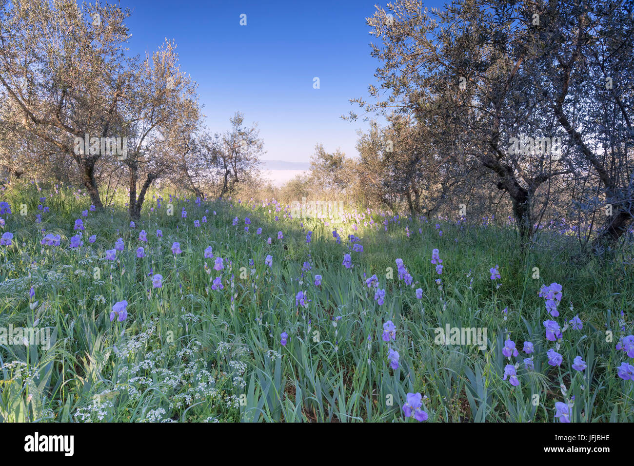 Europe, Italy, Tuscany, Arezzo, Olive grove with blue iris flowers in Valdarno Stock Photo