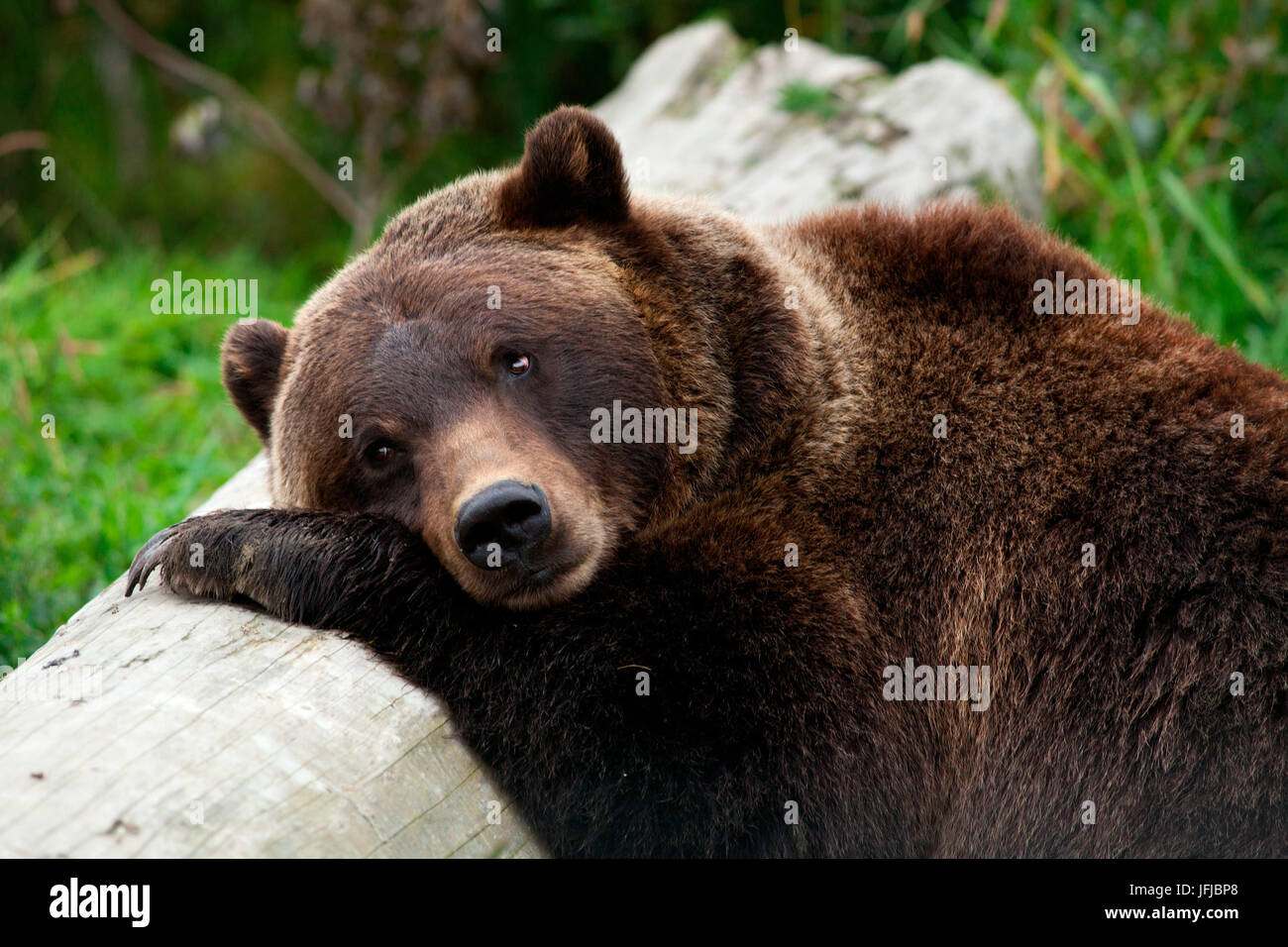 A grizzly bear taking a nap on a log Stock Photo
