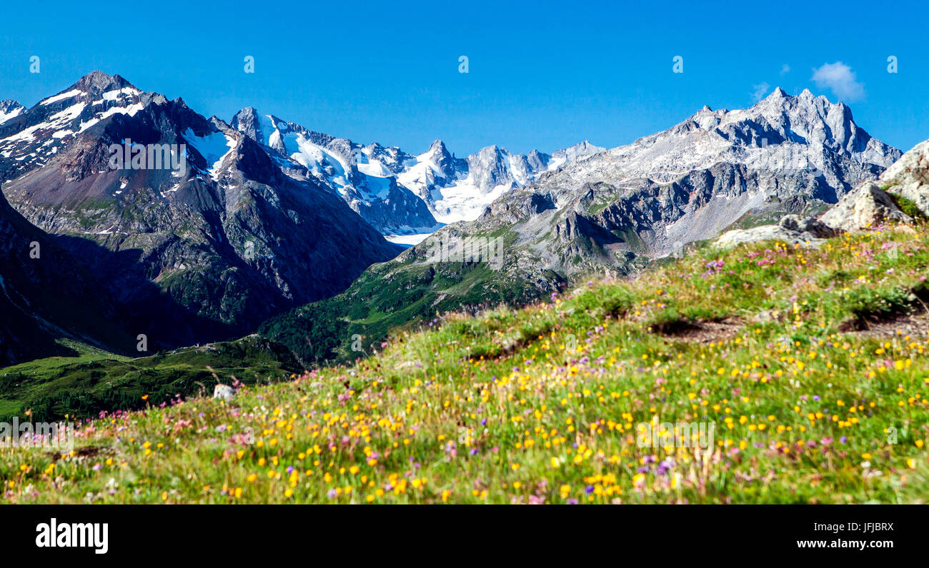 The meadows on Grevasalvas in full bloom and the view of the Forno Valley, Engadine, Switzerland Stock Photo