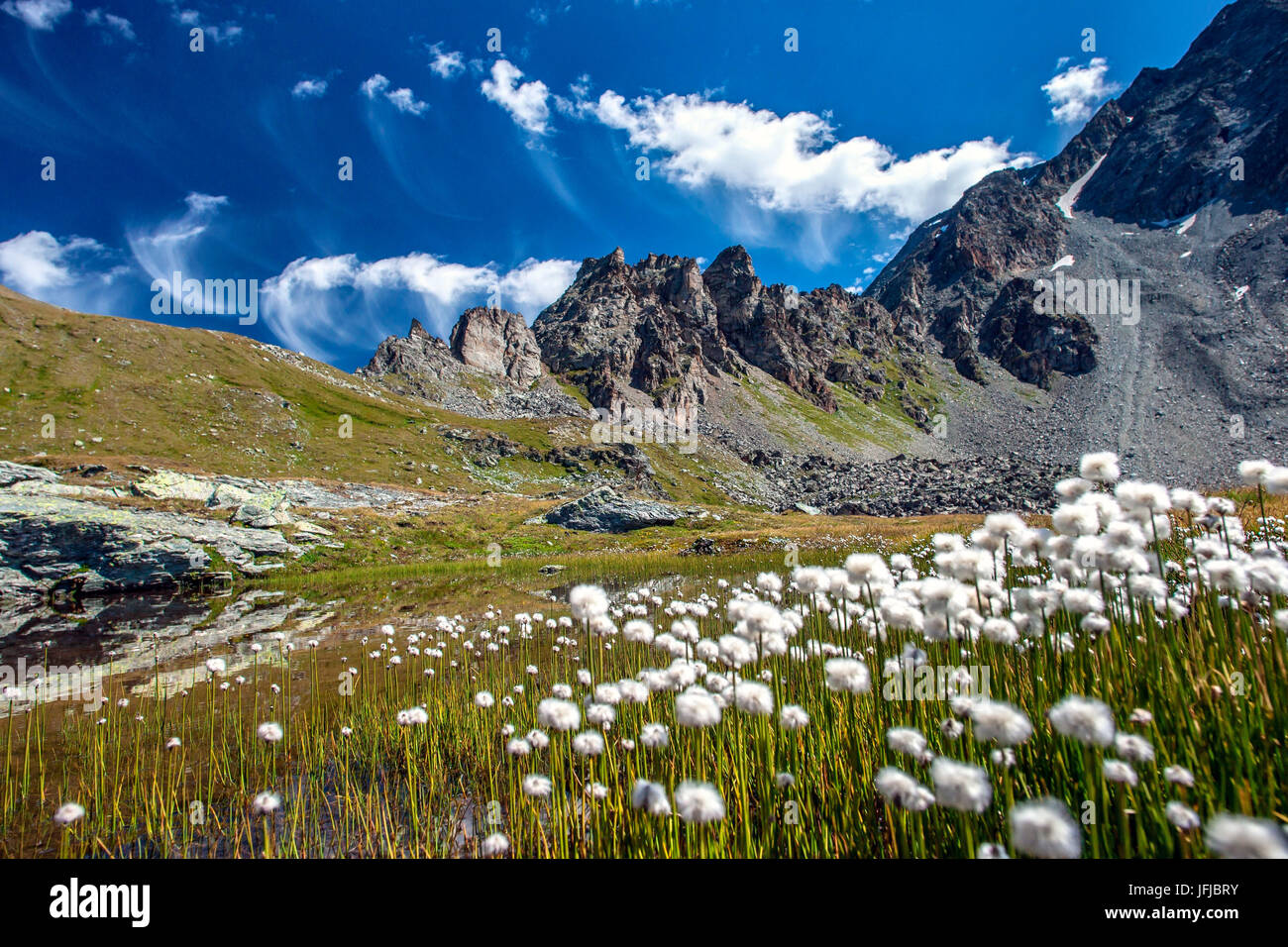 Cotton grass in full bloom on the banks of one of the Lej Furtshellas, Engadine, Switzerland Stock Photo