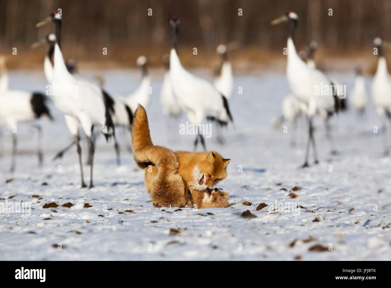 Fighting foxes in Akan crane center, with Japanese red crested cranes in the background, Hokkaido Stock Photo