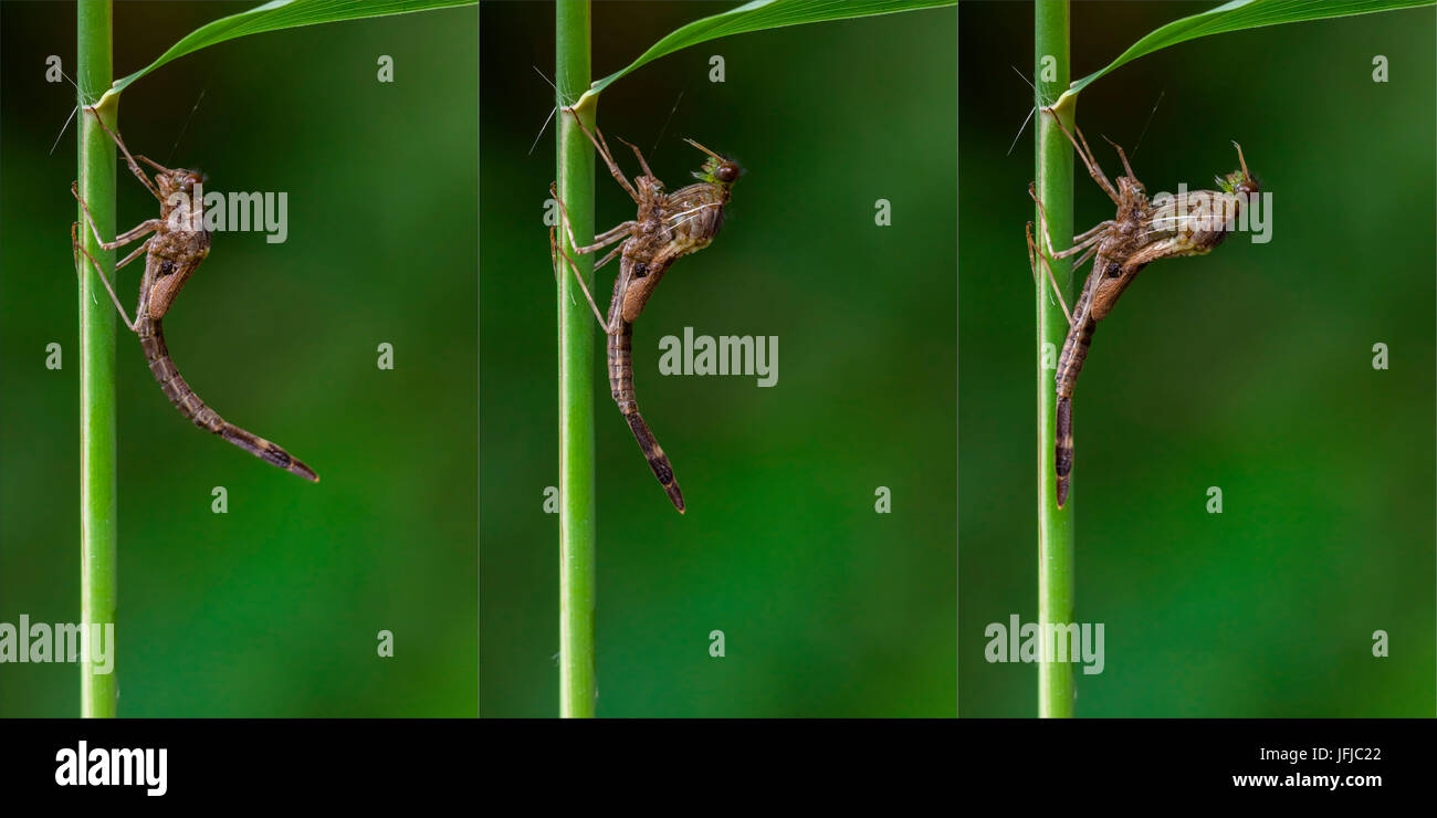 Metamorphosis by Calopteryx splendens, three moments Stock Photo