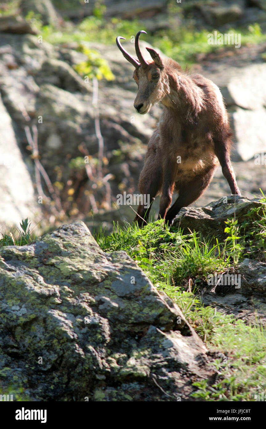 Italy, Piedmont, Cuneo district, Gesso Valley - Chamois ready to start Stock Photo