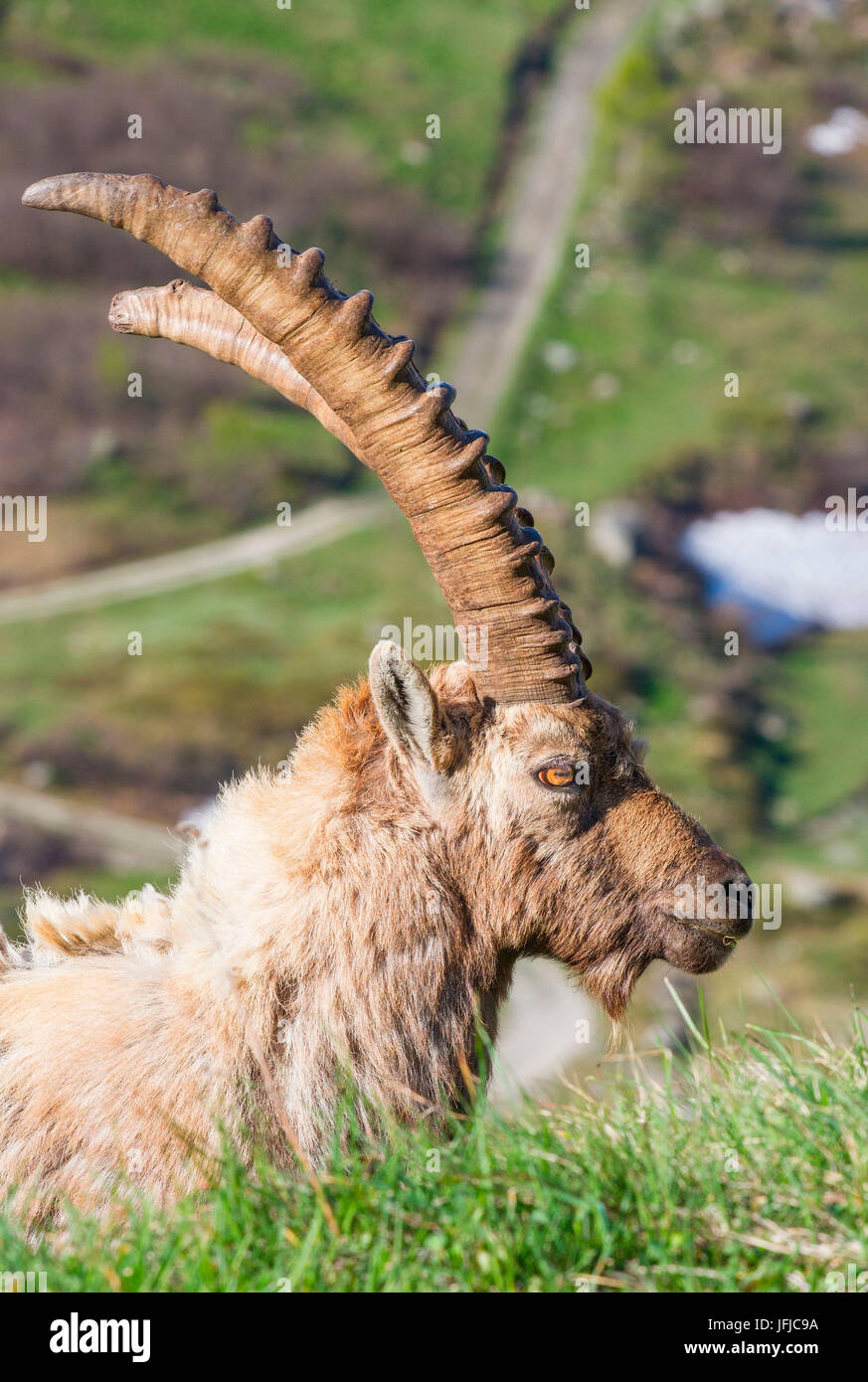 Featured alpine ibex in Gran Paradiso National Park - Pedmont - Italy Stock Photo