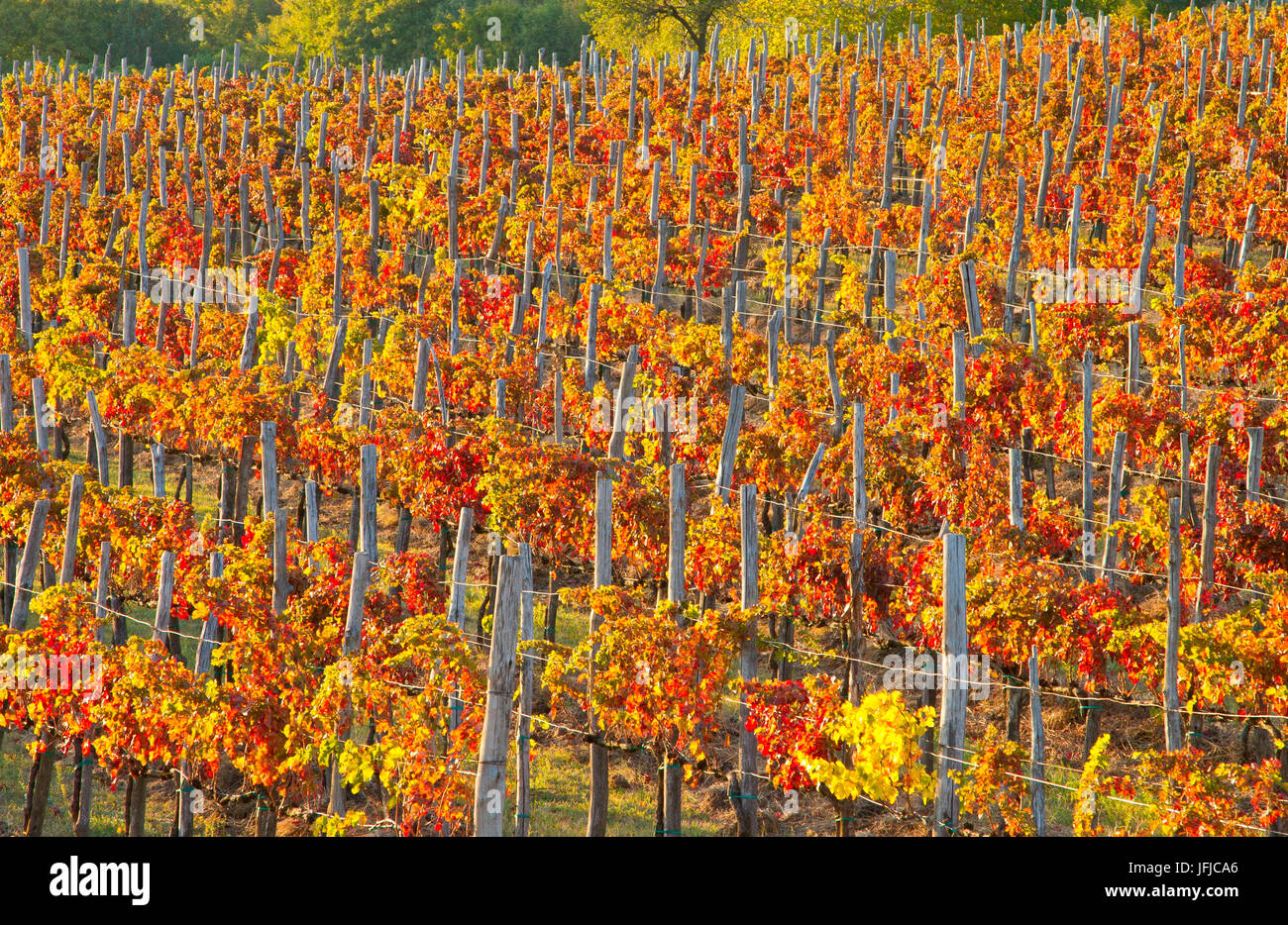 Europe, Italy, Veneto, Rows of vines in autumn Stock Photo