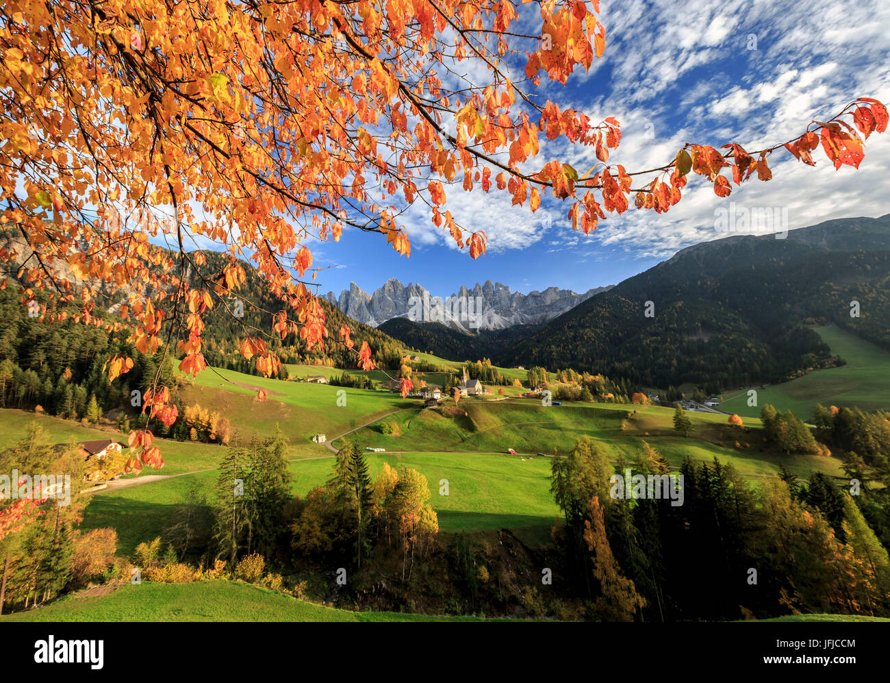 The autumn colors of a tree overlooking Val di Funes and St. Magdalena ...