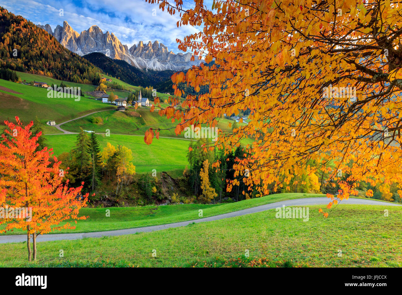 Red cherry trees in autumn color the country road around St. Magdalena village, In the background the Odle Mountains, South Tyrol Stock Photo