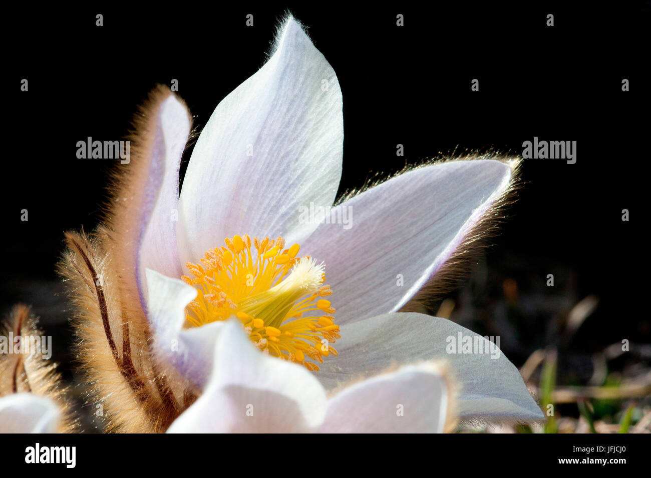 Pulsatilla vernalis or Spring's anemone, Valtellina, Lombardy Stock Photo