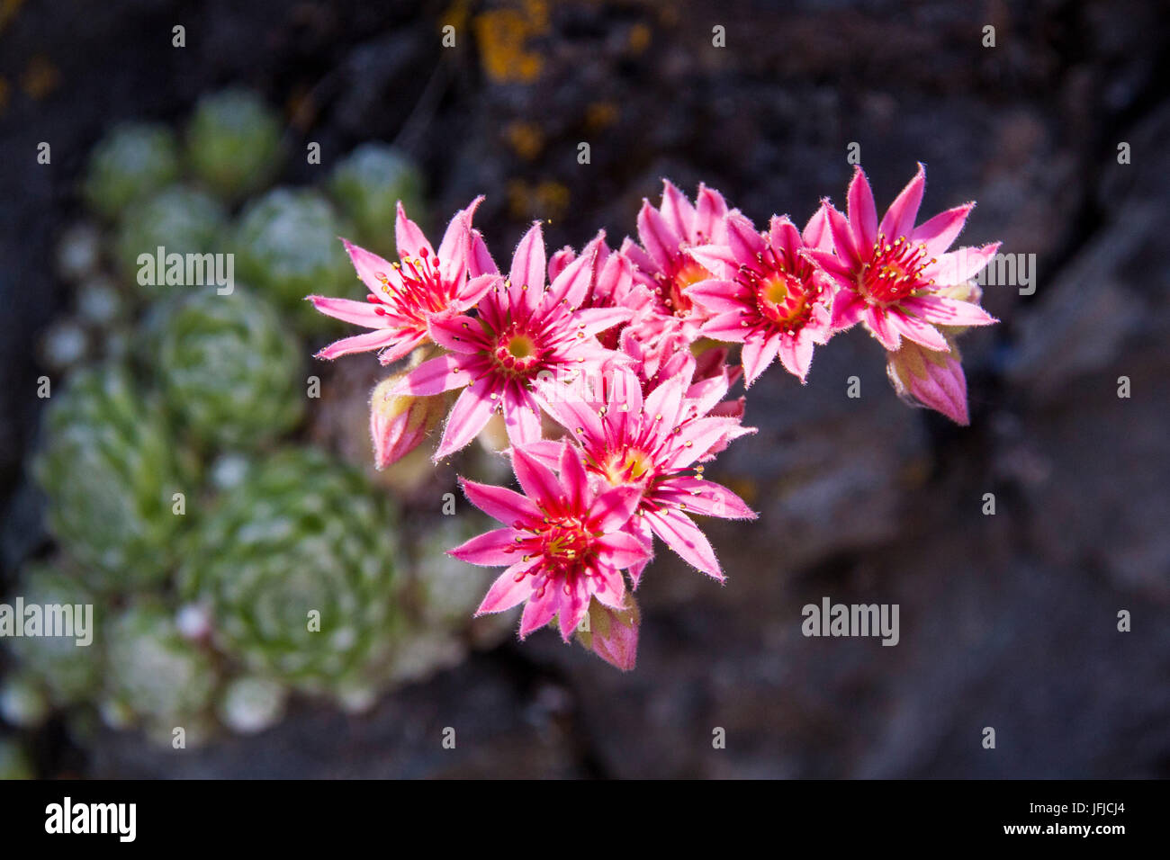 A summer flowering of Sempervivum arachnoideum Stock Photo