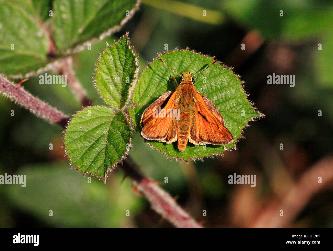 A Large Skipper butterfly, Ochlodes venata, sunning on a bramble leaf. Stock Photo