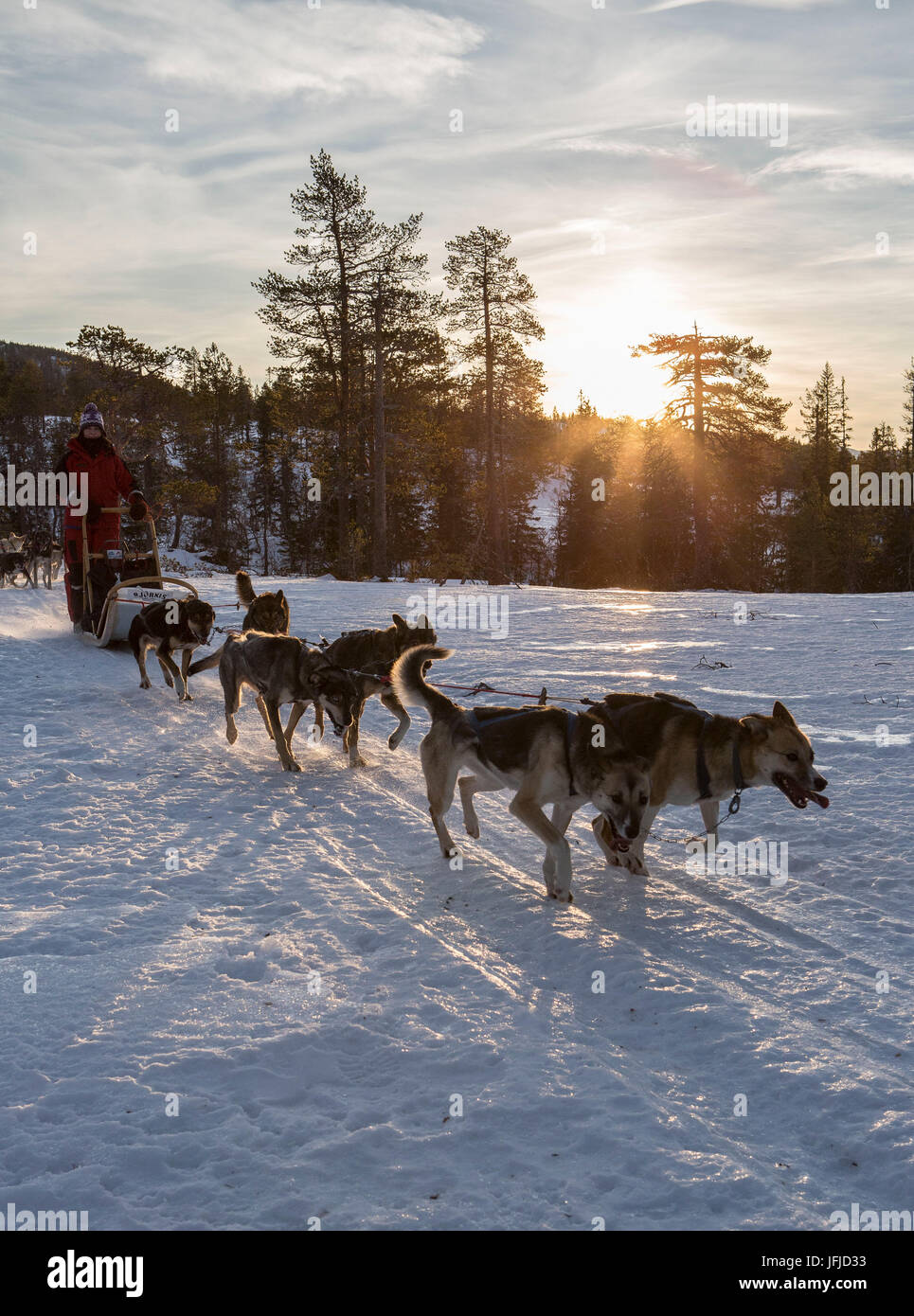 Dogsledding in the snowy landscape Meraker Trøndelag Norway Europe Stock Photo