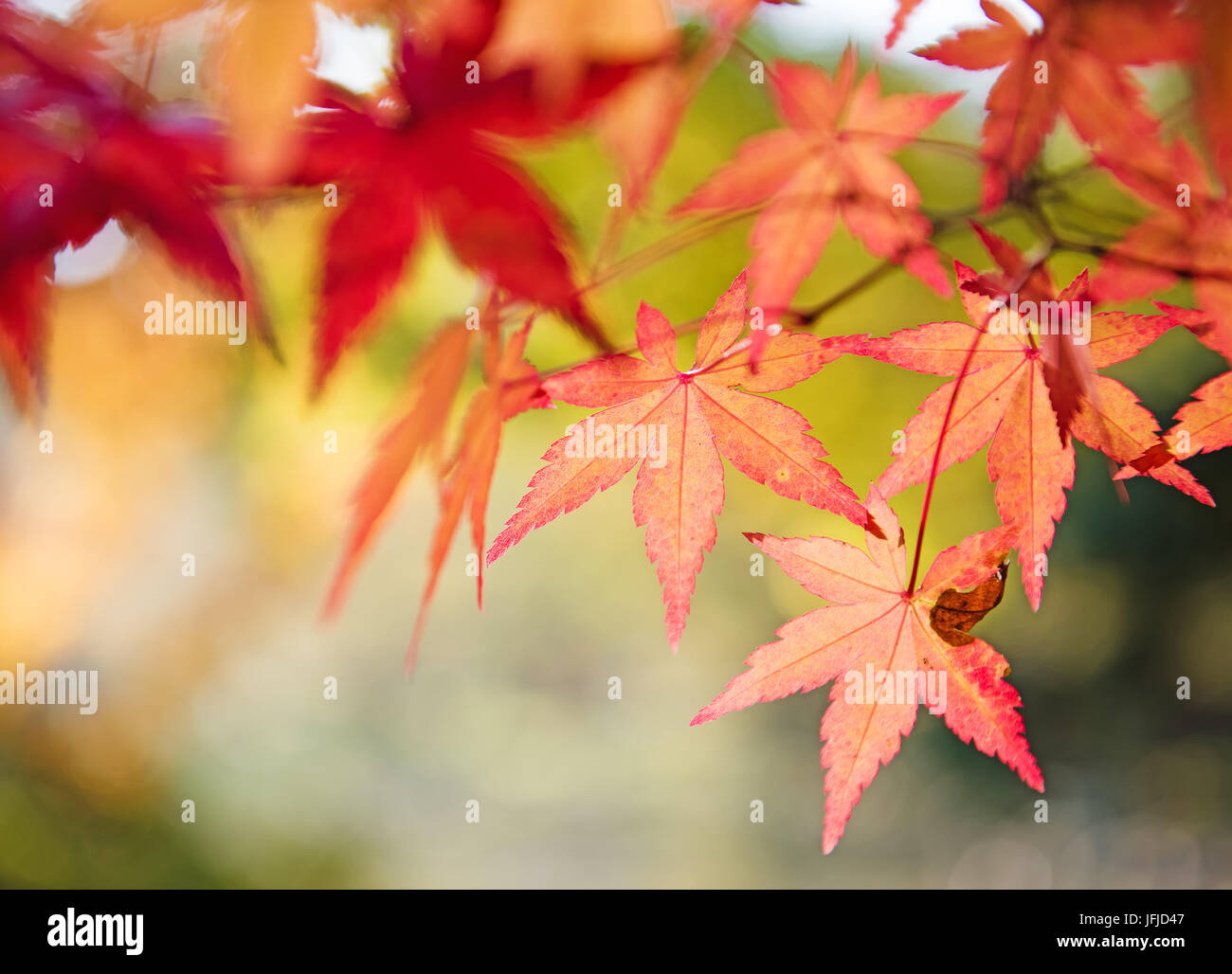 Red and yellow tree leaves on a tree in autumn background. Outdoor ...